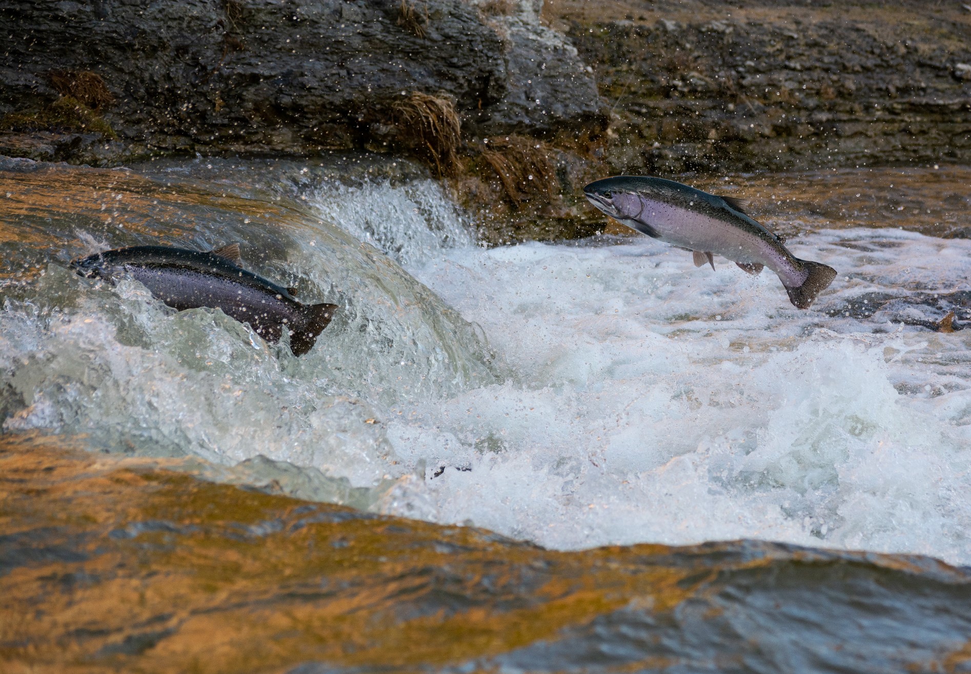 Two salmon leaping upriver