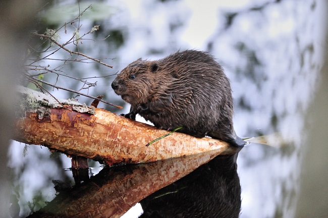 European beaver, courtesy Scottish Natural Heritage