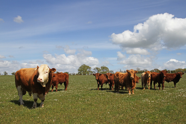 Cattle on Williamwood Farm, Scotland. Photographer - Matt Cartney. Crown Copyright.
