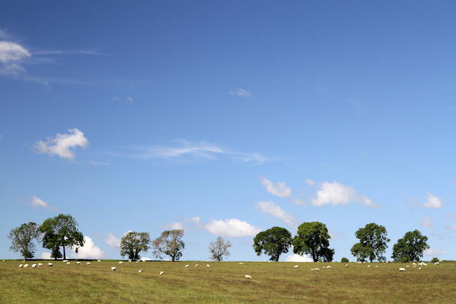 Sheep grazing in a field in the Scottish Borders. Photographer - Matt Cartney - Crown Copyright.