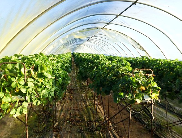 Growing food in greenhouse