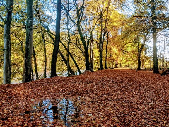 Autumn walk through a forest 