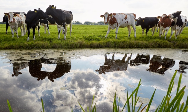 Cows in field with reflection in water