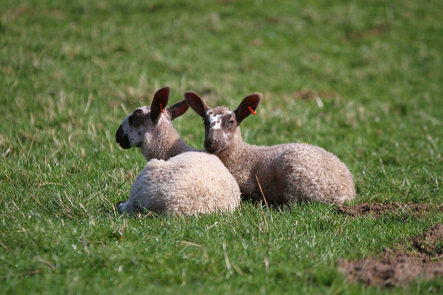 Lambs in field