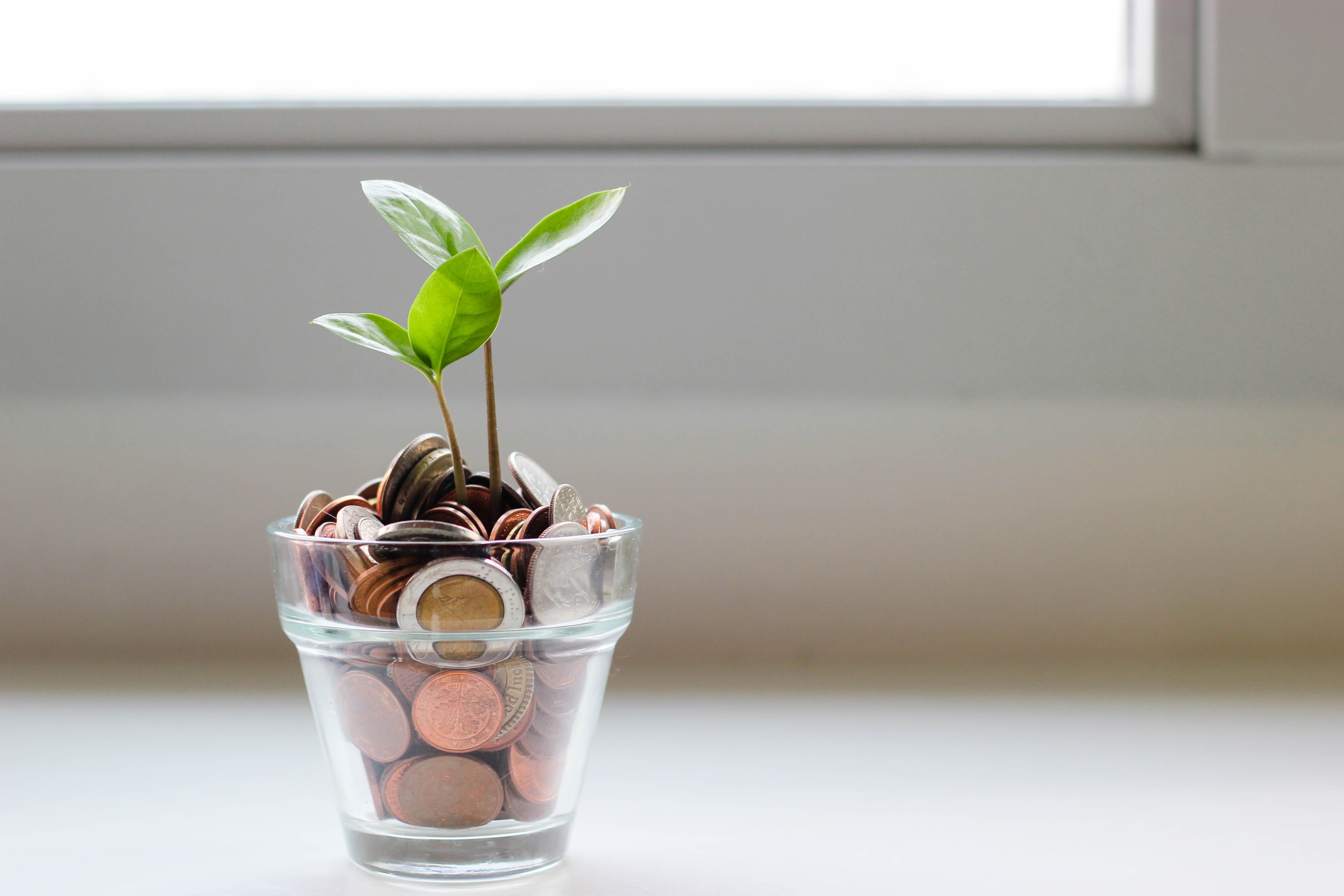 Plant growing out of glass full of money