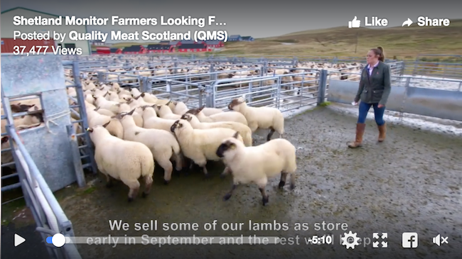 SCreenshot from Shetland Monitor Farm video