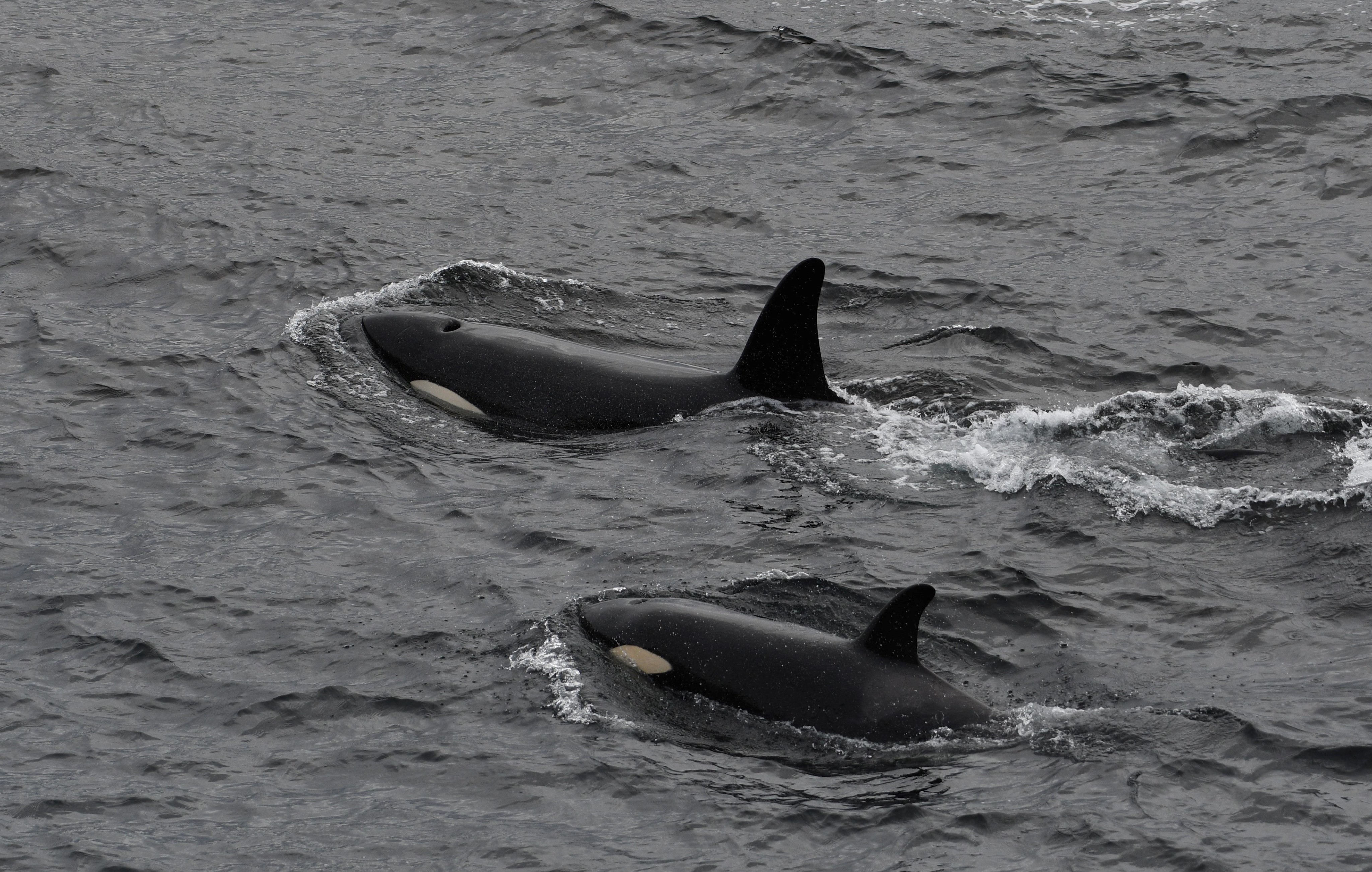 POD OF ORCAS SIGHTED CLOSE TO SHORE ON MAY 25TH OFF BURWICK. COPYRIGHT: ROBERT FOUBISTER. 