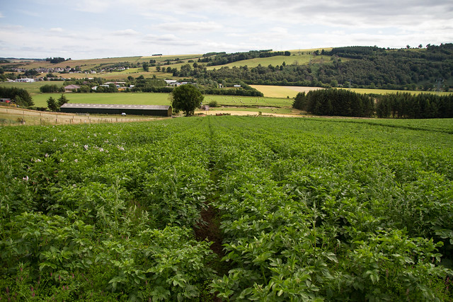 Potato field, Crown copyright. Photographer - Barrie Williams 