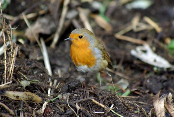 Robin in garden