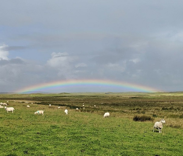 Sheep in a field with a rainbow in the sky