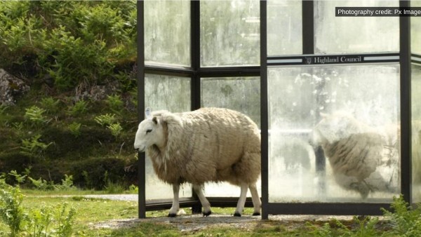 sheep in a bus stop