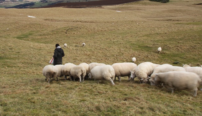 Farmer feeding sheep in field