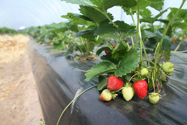 Strawberries being grown