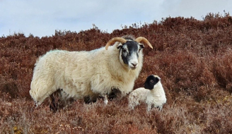 Ewe and lamb in heather