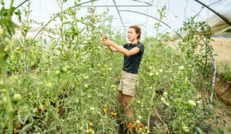 Mid 20s woman caring for tomato plants on smallholding farm⁠ (by JohnnyGreig - Canva)