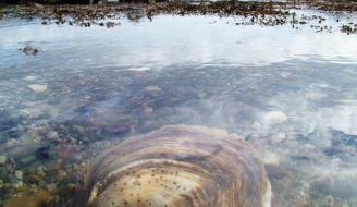 Submerged native Scottish oyster 