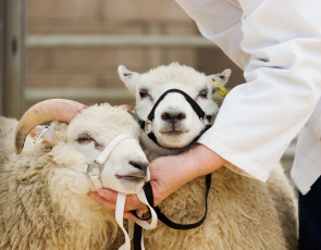 Two sheep being inspected in agriculture competition