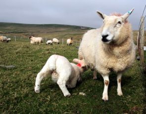 Ewe feeding lamb at a croft on Lewis