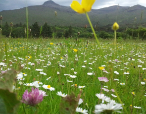 Wild flower meadow