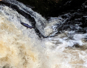 Salmon leaping in water