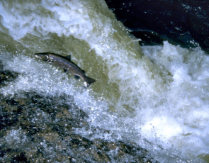 Fish leaping over foamy water