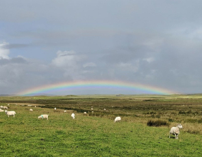 Rainbow over field of sheep 