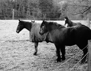 Black and white picture of 4 horses standing in a wintery field