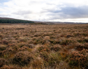 A view of Scottish Moorands