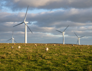 Field of grazing sheep with four wind turbines behind