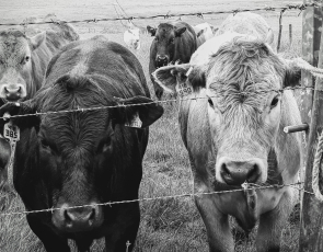 Cattle looking through fence
