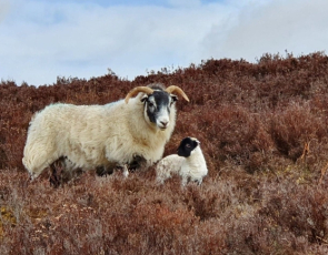 Sheep and lamb in bracken