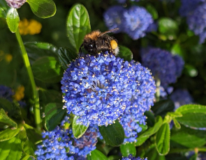 Blue flower with bee.