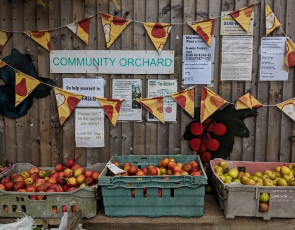 Three crates of apples on table with bunting and sign reading "community orchard"