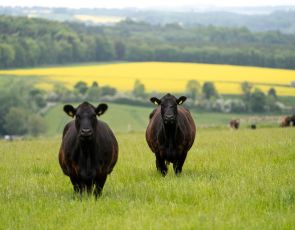 Two cows in a field looking towards camera