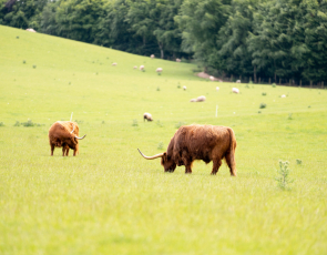 Highland cattle in field