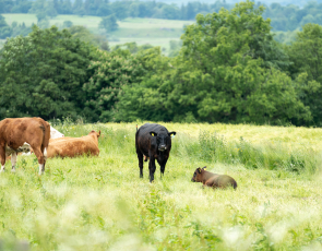 Cattle in field 