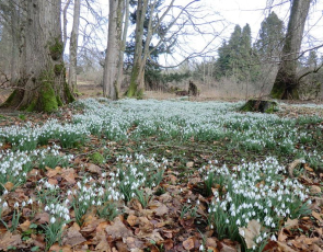 Blanket of snowdrops under trees in wood