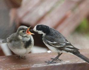 Wagtail chick being fed by parent