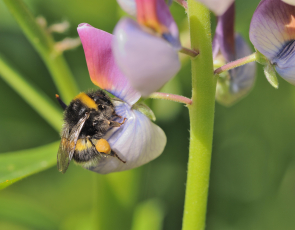 A bumblebee gathering pollen and drinking nectar from a common vetch (Vicia sativa). 