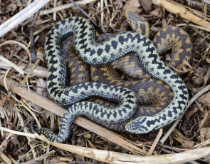 Mating male and female adders