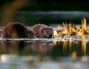 Beavers in water