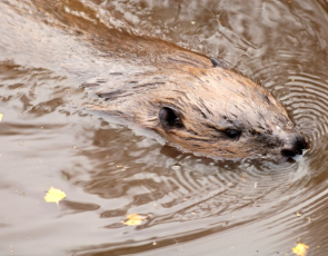 Beaver swimming. Credit Lorne Gill-NatureScot