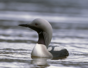 Black throated diver copyright Laurie Campbell, SNH
