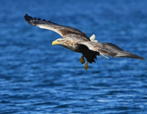 White tailed sea eagle in flight - Isle of Mull (pic by Connah from Canva)