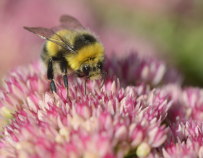 Bumblebee - NatureScot