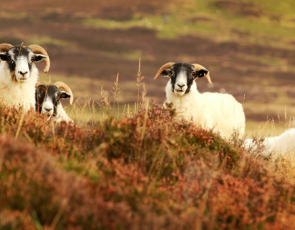 Sheep on hill