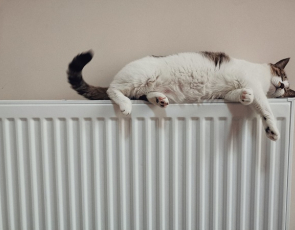 Cat on radiator 