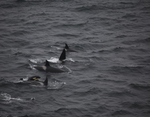 Orcas, copyright Colin Baird