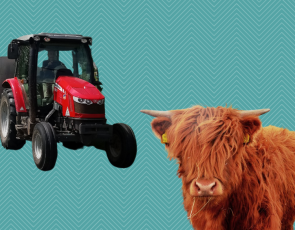 Tractor and Highland cow