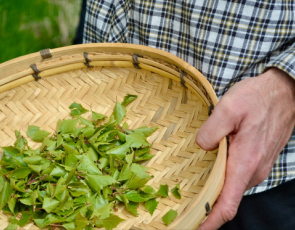 Hand holding a basket of foraged leaves
